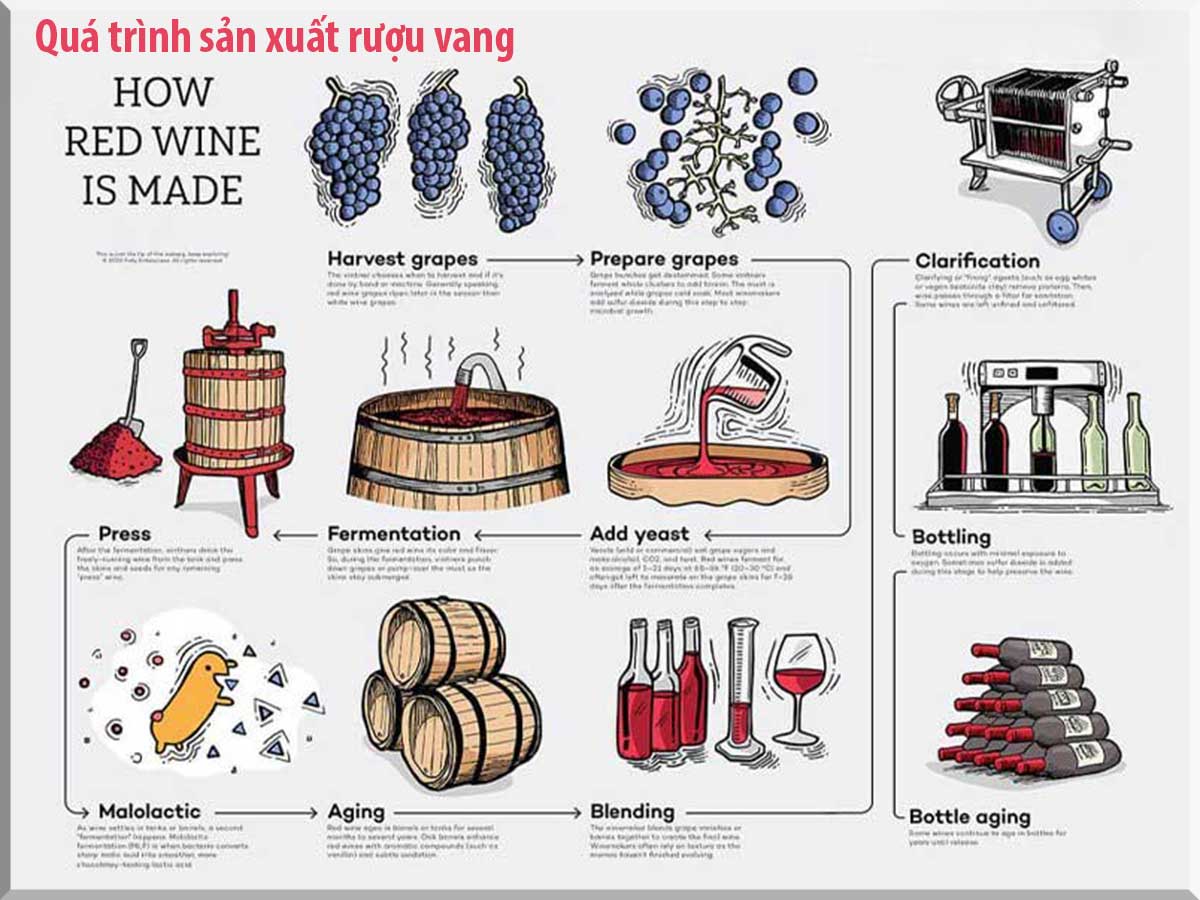 quá trình sản xuất rượu vang đỏ